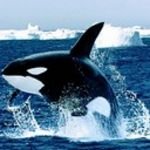 pic for Emerging Killer Whale